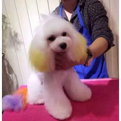 寵物狗美容